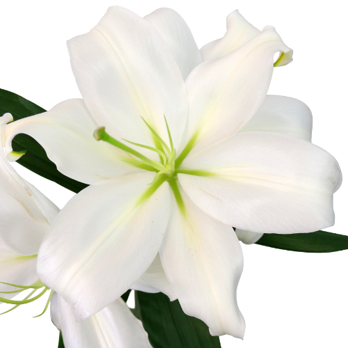 white lily